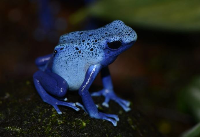 Ếch phi tiêu độc – Những 'viên ngọc sống' nguy hiểm bậc nhất rừng rậm Amazon