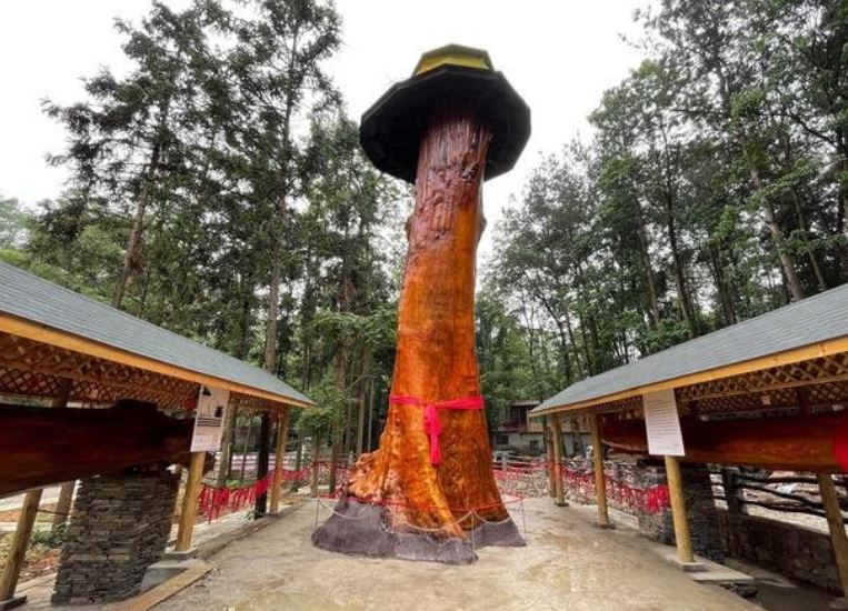 Đây là cây gỗ quý 4.300 năm tuổi, có giá gần nghìn tỷ