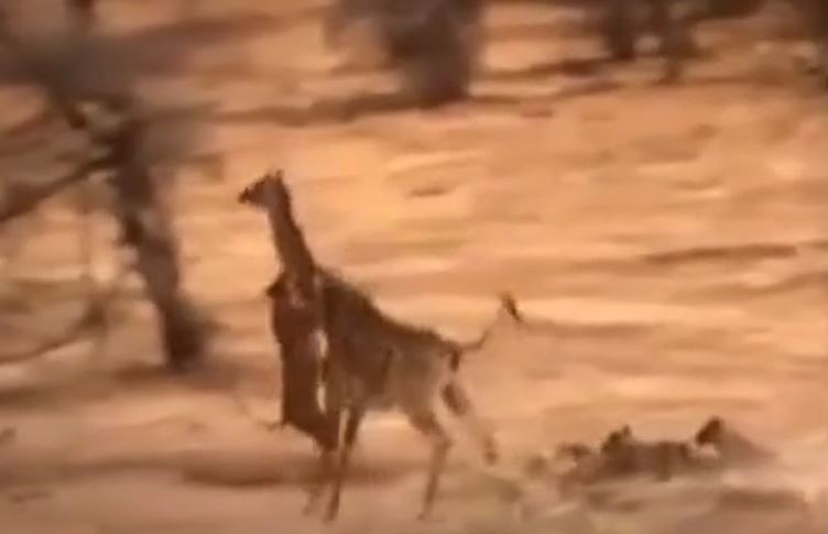 CLIP: Đi săn hươu cao cổ, sư tử bị đạp cho vỡ mặt