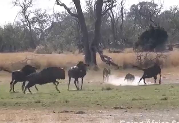 CLIP: 'Đi nhầm' vào địa bàn của linh dương đầu bò, báo săn bị đuổi cho chạy 'té khói'