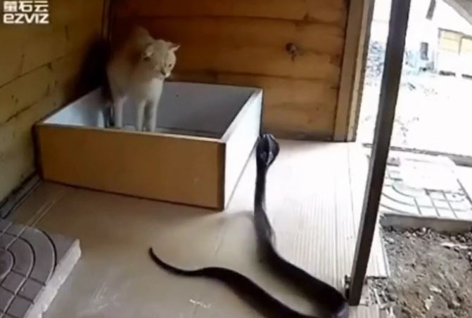 CLIP: Chủ động tấn công mèo, rắn hổ mang đất bị đối thủ tát cho không trượt phát nào