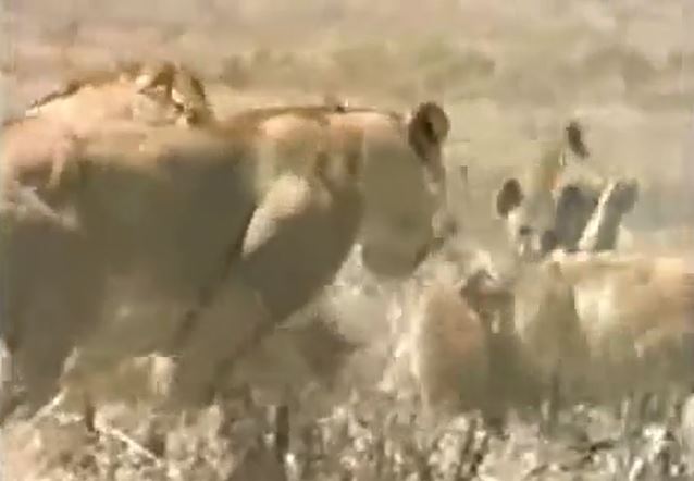 CLIP: 'Lớn mật' giành mồi của sư tử, linh cẩu nhận ngay bài học nhớ đời