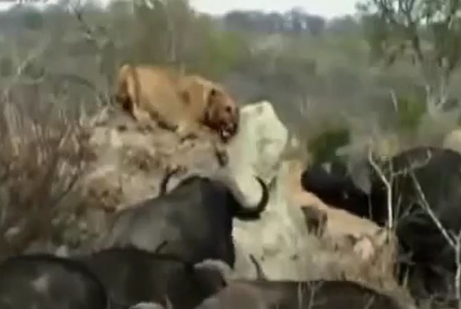 CLIP: Rơi vào vòng vây của đàn trâu rừng, sư tử bị giày xéo đến chết