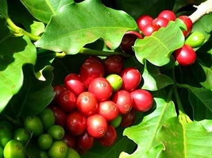 Giá nông sản ngày 25/4: Cà phê, hồ tiêu đồng loạt tăng vọt sau nhiều phiên chững lại