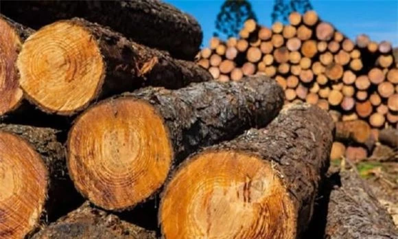 Loại gỗ đắt hơn vàng, gỗ gù hương