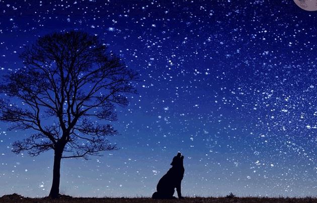 "Không sợ ma khóc, chỉ sợ chó hú" – Lời cảnh báo từ dân gian hay tín hiệu khoa học?