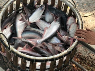 Xuất khẩu cá tra giữ đà tăng trưởng