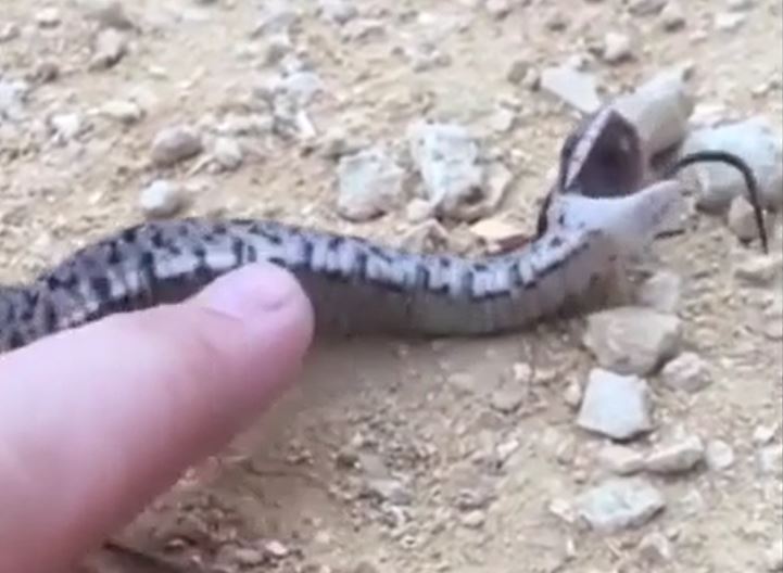 CLIP: 'Tan chảy' trước khoảng khắc giả chết của rắn mũi hếch hognose