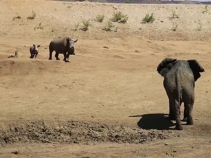 CLIP: Tê giác mẹ dũng cảm tấn công voi để bảo vệ con non