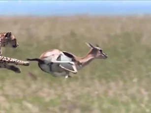CLIP: Khỉ đầu chó bất ngờ giải cứu linh dương Impala khỏi nanh vuốt báo săn