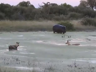 CLIP: Linh dương Impala mắc kẹt giữa hiểm họa, trên bờ chó hoang, dưới nước hà mã