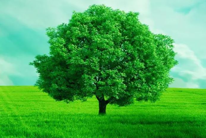 Tại sao cây lại có màu xanh lá? Bí mật khoa học đằng sau màu sắc của thiên nhiên