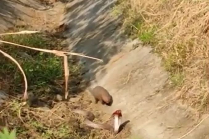 CLIP: Bị cầy mangut bất ngờ 'đánh úp' rồi lôi đi, rắn hổ mang đón nhận cái kết khó ngờ