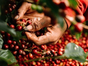 Giá nông sản hôm nay 26/4: Cà phê duy trì đà tăng mạnh, hồ tiêu ổn định ở mức cao