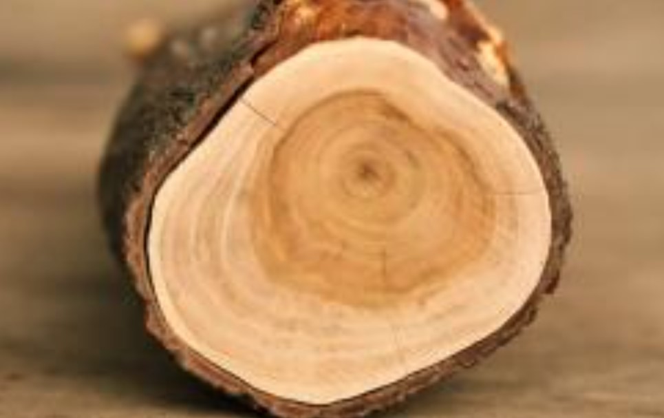 Loại gỗ trong thân chứa 'vàng thơm', giá lên đến 160 triệu đồng/kg không có mà mua