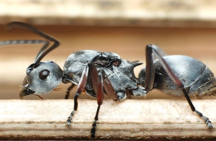 Kiến bạc Sahara: Loài côn trùng nhanh nhất thế giới, có thể đạt  tốc độ hơn 500 km/h 