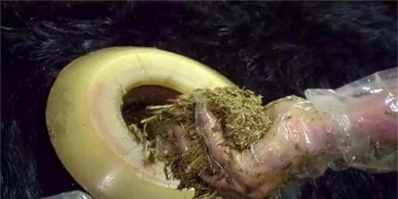 bò mỹ, chuyện lạ