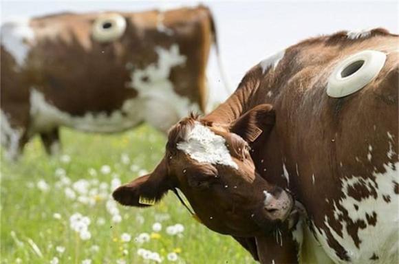 Tại sao bò ở Mỹ lại có lỗ lớn trên cơ thể?