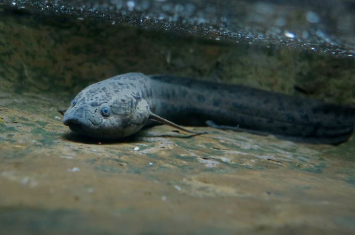 Cá phổi châu Phi – Loài cá duy nhất có thể sống vài năm không cần ăn uống