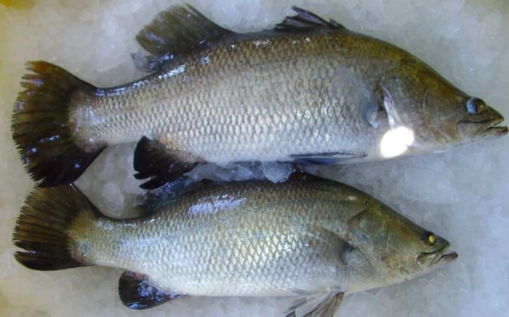 Tại sao cá lại có mùi tanh? Cách khử mùi hiệu quả