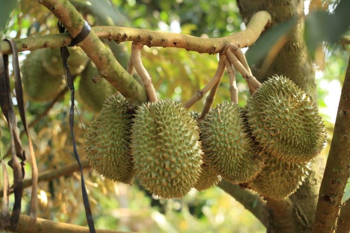 Vì sao sầu riêng không thể trồng ở miền Bắc Việt Nam?