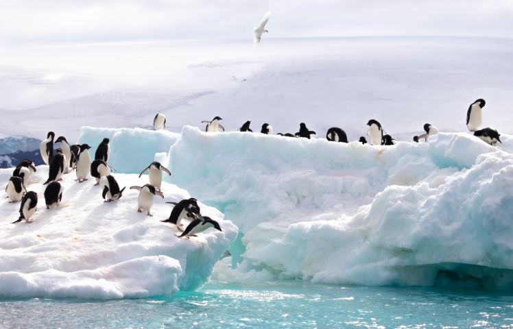 Đây là châu lục duy nhất không có người sinh sống: Vương quốc của loài chim cánh cụt, sở hữu nhiều cái khắc nghiệt nhất trái đất