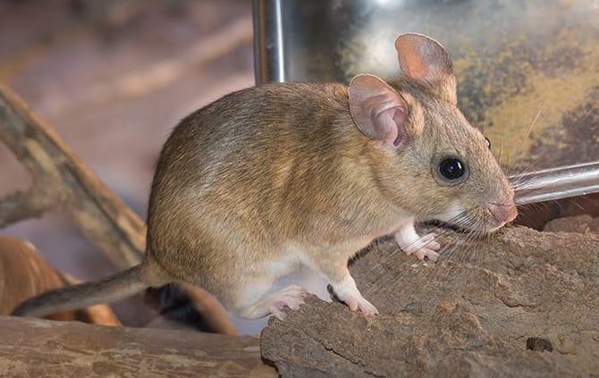 Trái đất sẽ ra sao nếu loài chuột tuyệt chủng?