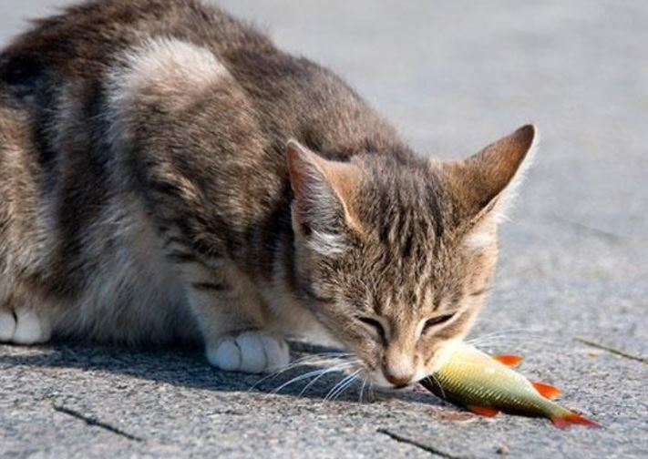 Tại sao mèo lại thích ăn cá?