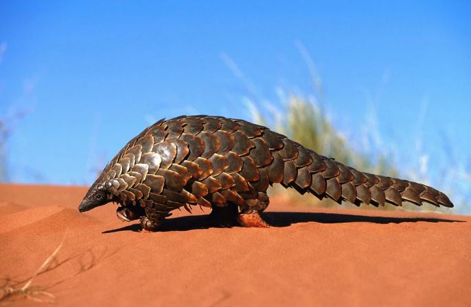 Vảy tê tê cứng thế nào mà đạn bắn không thủng?