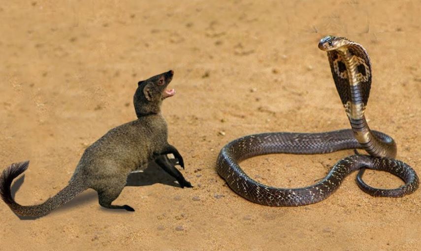 Tại sao cầy mangut được xem là “khắc tinh” của loài rắn?