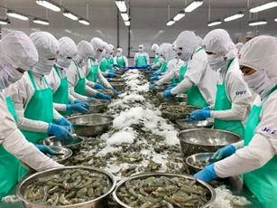 Xuất khẩu tôm sang EU khởi sắc