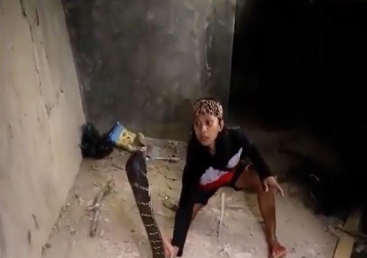 CLIP: Dùng tay không bắt rắn hổ mang chúa 'khổng lồ', người phụ nữ nhận cái kết khiến người xem 'vỡ tim'