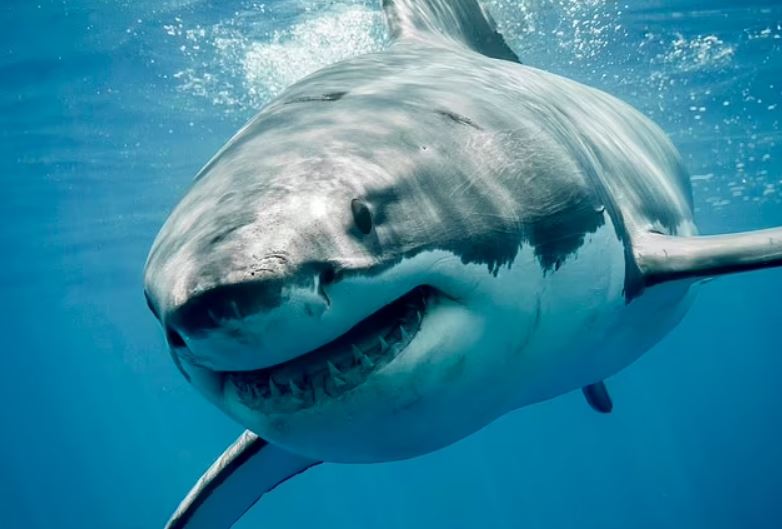 Phát hiện mới: Cá mập cắn người có thể chỉ là hành động tự vệ