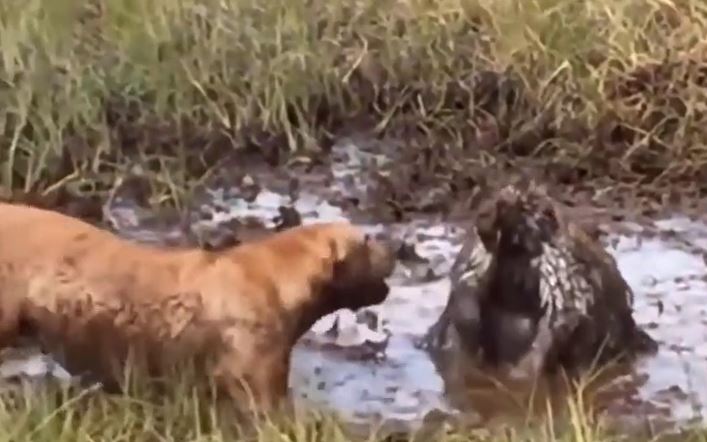 CLIP: Ỷ to bắt nạt nhím, chó Pitbull nhận về cái kết đầy đau đớn