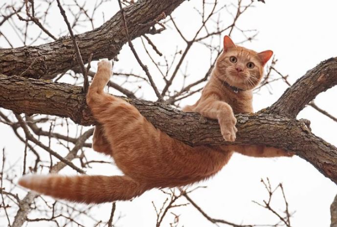 Vì sao mèo có thể trèo cây một cách dễ dàng?