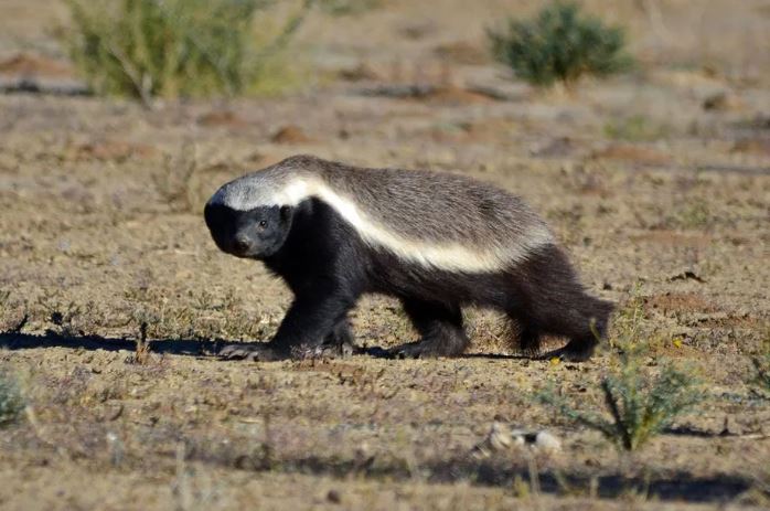 Vì sao lửng mật được mệnh danh là "kẻ bố đời" của thế giới động vật?