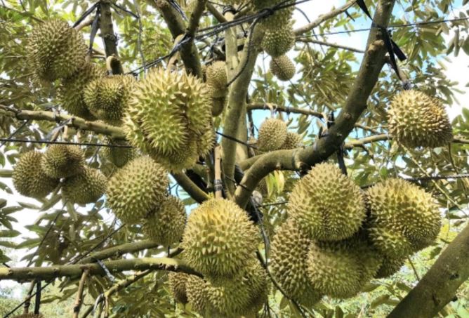 Vì sao sầu riêng lại được gọi là sầu riêng?