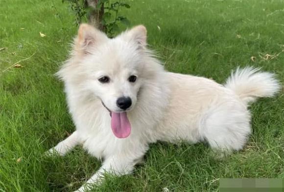 Làm sao chó biết tên của mình? Tại sao nó biết rằng chủ đang gọi?