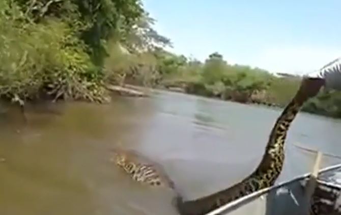 CLIP: Dùng tay không bắt trăn 'khủng', người đàn ông suýt phải trả giá đắt