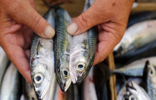 Rửa cá biển bằng nước lã là chưa đủ, ngâm với nguyên liệu quen thuộc này 5 phút, cá hết sạch mùi tanh