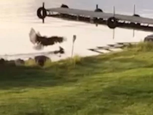 CLIP: Đại bàng đầu trắng tung đòn sát thủ, dìm chết hươu sao dưới hồ để xé xác ăn thịt