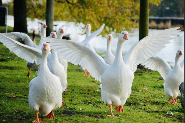 Tại sao các loại động vật lại sợ ngỗng? Tới rắn độc cũng phải lẩn trốn khi đối đầu