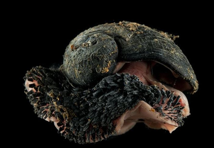 Sinh vật kim loại đầu tiên trên Trái Đất: Loài ốc biển sống sâu 2.000 mét, vỏ cứng như sắt, cắn vào chỉ có rụng răng!