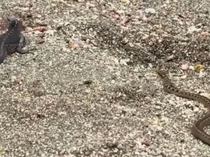 CLIP: Cự đà thoát chết thần kỳ khi bị đàn rắn độc truy sát như phim hành động