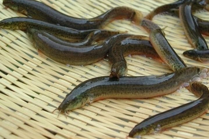 Loài cá “nhân sâm nước” giàu canxi gấp 6 lần cá chép, cực tốt cho sức khỏe nam giới