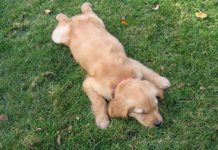 Vì sao con người ngủ ngửa trong khi phần lớn động vật lại ngủ sấp?