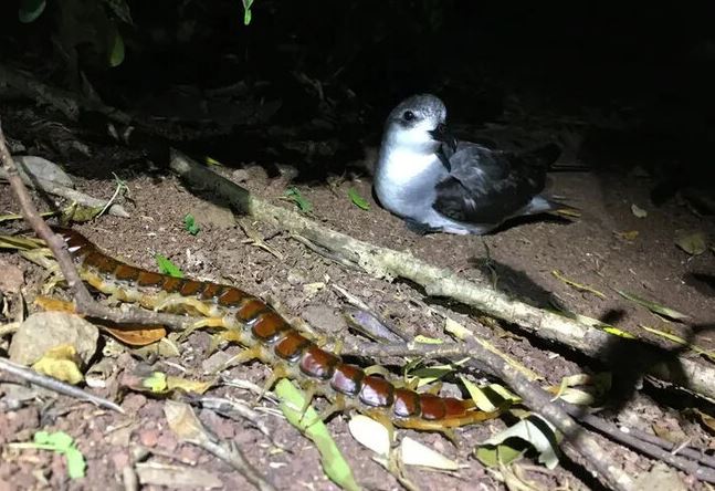 Rợn người loài rết khổng lồ ở Australia: Ăn thịt 3.700 con chim biển mỗi năm, đe dọa cả hệ sinh thái