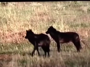 CLIP: Nai mẹ quên mình làm mồi nhử để cứu con khỏi nanh vuốt chó sói