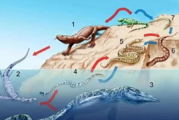 Vì sao tổ tiên loài rắn mất chân sau hàng chục triệu năm tiến hóa?