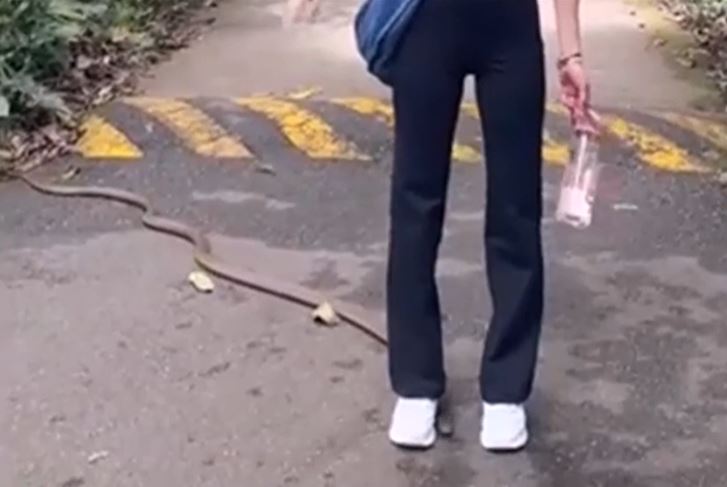 CLIP: Mải mê tạo dáng, cô gái bị rắn hổ chúa bò qua chân mà không hề hay biết nhưng cái kết mới gây 'sốc'